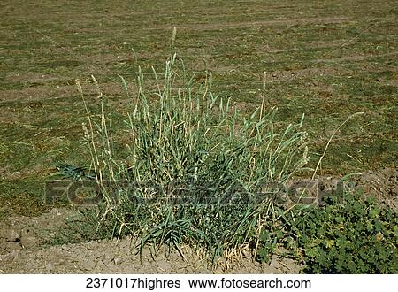 Stock Photograph - Agriculture - Weeds, Littleseed Canarygrass (Phalaris minor) aka. Lessor Canarygrass, Mediterranean Canarygrass; flowering plant / California, USA.. Fotosearch