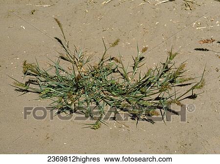 Agriculture - Weeds, Longspine Sandbur (Cenchrus longispinus) aka. Bear Grass, Burgrass, Field Sandbur, Gentle Annie, Hedgehog Grass, Mat Sandbur, Sandspur; flowering plant / California, USA. View Large Photo Image Stock Photograph - Agriculture - Weeds, Longspine Sandbur (Cenchrus longispinus) aka. Bear Grass, Burgrass, Field Sandbur, Gentle Annie, Hedgehog Grass, Mat Sandbur, Sandspur; flowering plant / California, USA.. Fotosearch
