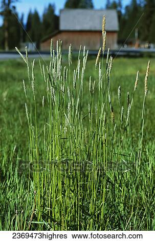 Agriculture - Weeds, Meadow Foxtail (Alopecurus pratensis), mature plants in a pasture / California, USA. View Large Photo Image Stock Photograph - Agriculture - Weeds, Meadow Foxtail (Alopecurus pratensis), mature plants in a pasture / California, USA.. Fotosearch