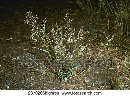 Stock Photograph - Agriculture - Weeds, Mexican Lovegrass (Eragrostis mexicana ssp. virescens), flowering plant / California, USA.. Fotosearch