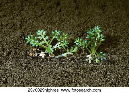 Agriculture - Weeds, Mexican Brassbuttons (Cotula mexicana), seedlings / California, USA. View Large Photo Image Stock Photograph - Agriculture - Weeds, Mexican Brassbuttons (Cotula mexicana), seedlings / California, USA.. Fotosearch