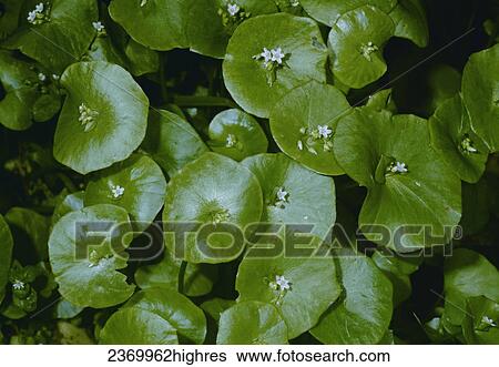 Stock Photograph - Agriculture - Weeds, Miner. Fotosearch