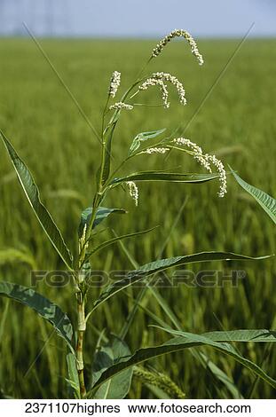 Stock Photograph - Agriculture - Weeds, Pale Smartweed (Polygonum lapathifolium) aka. Curltop Ladysthumb, Curlytop Knotweed, Common Knotweed, Dockleaf Smartweed, Noddong Smartweed, Pale Persicaria, Willow Smartweed, Willow-weed, Wireweed; flowering stem / California, USA.. Fotosearch