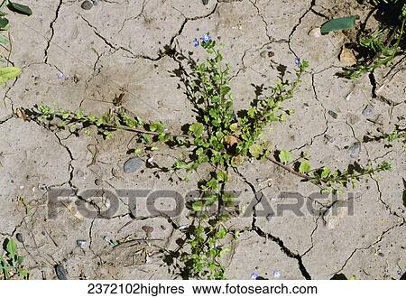Agriculture - Weeds, Persian Speedwell (Veronica persica) aka. Birdeye Speedwell, Birdseye Speedwell, Byzantine Purslane, Winter Speedwell; flowering plant / California, USA. View Large Photo Image Stock Photograph - Agriculture - Weeds, Persian Speedwell (Veronica persica) aka. Birdeye Speedwell, Birdseye Speedwell, Byzantine Purslane, Winter Speedwell; flowering plant / California, USA.. Fotosearch
