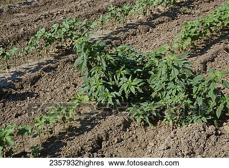 Stock Photograph - Agriculture - Weeds, Pigweed (Amaranthus sp. ) infestation in early growth cotton / Arkansas, USA.. Fotosearch