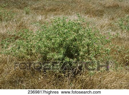 Agriculture - Weeds, Purple Starthistle (Centaurea calcitrapa) aka. Red Starthistle; mature plant / California, USA. View Large Photo Image Stock Photograph - Agriculture - Weeds, Purple Starthistle (Centaurea calcitrapa) aka. Red Starthistle; mature plant / California, USA.. Fotosearch