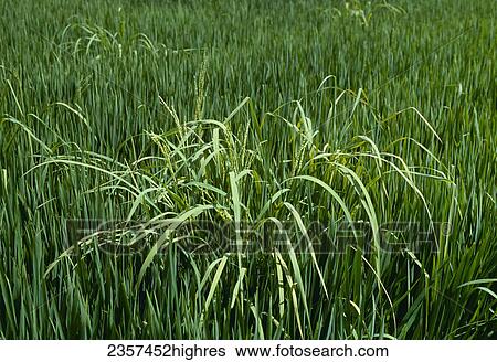 Stock Photograph - Agriculture - Weeds, Red Rice (Oryza punctata) growing in a rice crop, a major problem in this crop / Arkansas, USA.. Fotosearch