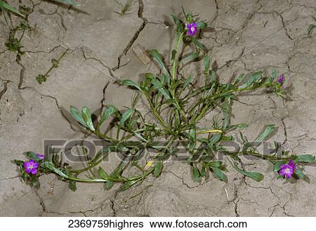 Agriculture - Weeds, Redmaids (Calandrinia ciliata) aka. Desert Rockpurslane, Fringed Redmaids, Kisses; flowering plant / California, USA. View Large Photo Image Stock Photograph - Agriculture - Weeds, Redmaids (Calandrinia ciliata) aka. Desert Rockpurslane, Fringed Redmaids, Kisses; flowering plant / California, USA.. Fotosearch