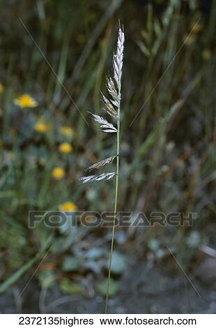 Stock Photograph - Agriculture - Weeds, Small Fescue (Vulpia microstachys), inflorescence / California, USA.. Fotosearch
