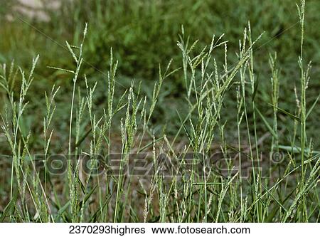 Agriculture - Weeds, Southwestern Cupgrass (Eriochloa acuminata) aka. Cupgrass, Summergrass, tapertip Cupgrass, Wiregrass; maturing stems / California, USA. View Large Photo Image Stock Photograph - Agriculture - Weeds, Southwestern Cupgrass (Eriochloa acuminata) aka. Cupgrass, Summergrass, tapertip Cupgrass, Wiregrass; maturing stems / California, USA.. Fotosearch