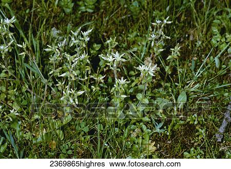 Agriculture - Weeds, Sticky Chickweed (Cerastium glomeratum) aka. Annual Mouse-ear Chickweed; flowering plant / California, USA. View Large Photo Image Stock Photograph - Agriculture - Weeds, Sticky Chickweed (Cerastium glomeratum) aka. Annual Mouse-ear Chickweed; flowering plant / California, USA.. Fotosearch