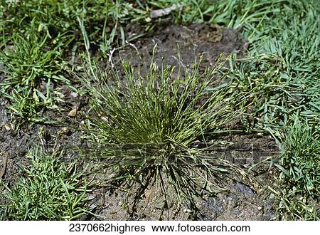 Agriculture - Weeds, Toad Rush (Juncus bufonius) aka. Common Toad Rush, Grass Rush; plant / California, USA. View Large Photo Image Stock Photograph - Agriculture - Weeds, Toad Rush (Juncus bufonius) aka. Common Toad Rush, Grass Rush; plant / California, USA.. Fotosearch