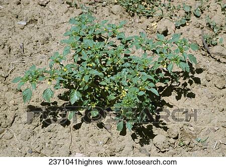 Stock Photograph - Agriculture - Weeds, Tomatillo Groundcherry (Physalis philadelphica) aka. Husk-tomato, Mexican Groundcherry, Strawberry Tomato; flowering plant / California, USA.. Fotosearch
