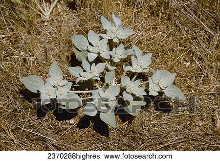 Agriculture - Weeds, Turkey Mullein (Croton setigerus) aka. Doveweed, Grayweed, Woolly White Drouth-weed, Yerba del Pascado; flowering plant / California, USA. View Large Photo Image Stock Photograph - Agriculture - Weeds, Turkey Mullein (Croton setigerus) aka. Doveweed, Grayweed, Woolly White Drouth-weed, Yerba del Pascado; flowering plant / California, USA.. Fotosearch