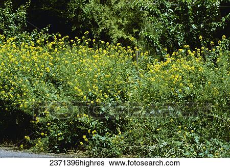 Agriculture - Weeds, White Mustard (Sinapis alba), flowering plants / California, USA. View Large Photo Image Stock Photograph - Agriculture - Weeds, White Mustard (Sinapis alba), flowering plants / California, USA.. Fotosearch