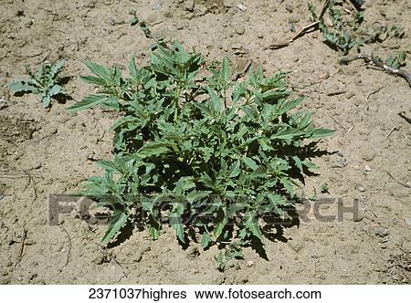 Stock Photograph - Agriculture - Weeds, Wright Groundcherry (Physalis acutifolia) aka. Sharpleaf Groundcherry; flowering plant / California, USA.. Fotosearch