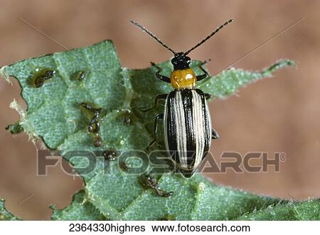 Stock Photograph - Agriculture - Western striped cucumber beetle (Acalymma trivittatum) adult on a leaf (2X).. Fotosearch