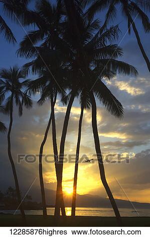 Stock Photograph - Airplane taking off at sunset with the setting sun shining through the palm trees on the north shore of Maui; Spreckelsville, Maui, Hawaii, United States of America. Fotosearch