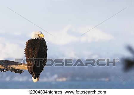 Stock Photograph - Alaskan bald eagle at 25 below huddles in his feathers in a 30 knot wind, Alaska, winter. Fotosearch