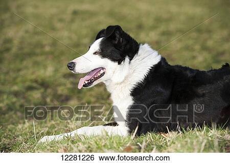 Alert looking border collie sheepdog; Yorkshire, England View Large Photo Image Stock Photograph - Alert looking border collie sheepdog; Yorkshire, England. Fotosearch