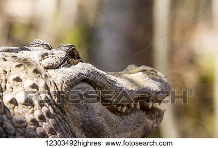 Alligator (Alligator mississippiensis) smiling; Silver Springs, Florida, United States of America View Large Photo Image Stock Photograph - Alligator (Alligator mississippiensis) smiling; Silver Springs, Florida, United States of America. Fotosearch