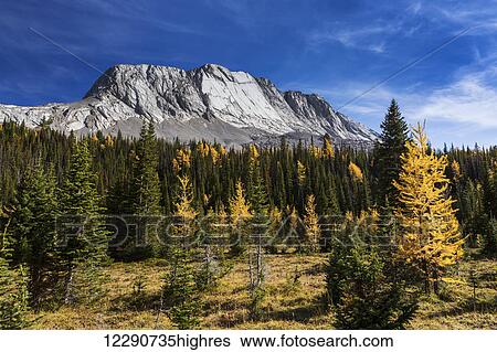 Alpine meadow with colourful larch trees in autumn and mountain with blue sky and clouds in the background, Kananaskis Provincial Park; Alberta, Canada View Large Photo Image Stock Photograph - Alpine meadow with colourful larch trees in autumn and mountain with blue sky and clouds in the background, Kananaskis Provincial Park; Alberta, Canada. Fotosearch