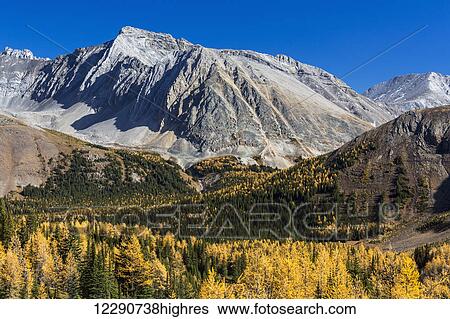 Alpine valley with colourful larch trees in autumn and rocky peaks with blue sky, Kananaskis Provincial Park; Alberta, Canada View Large Photo Image Stock Photograph - Alpine valley with colourful larch trees in autumn and rocky peaks with blue sky, Kananaskis Provincial Park; Alberta, Canada. Fotosearch