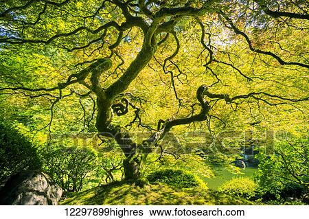 Amazing Green Japanese Maple Tree, Nature Garden View Large Photo Image Stock Photograph - Amazing Green Japanese Maple Tree, Nature Garden. Fotosearch
