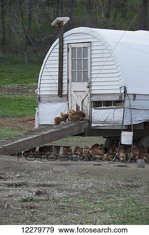 Amish chicken house with Road Island Red chickens; Lancaster, Pennsylvania, United States of America View Large Photo Image Stock Photo - Amish chicken house with Road Island Red chickens; Lancaster, Pennsylvania, United States of America. Fotosearch