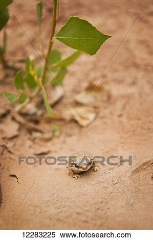 Stock Photography - Amphibian life in the desert, Capitol Reef National Park; Utah, United States of America. Fotosearch