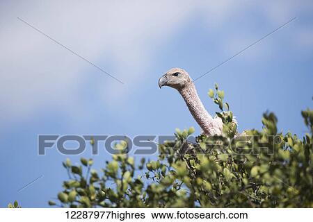 An African white-backed vulture (Gyps africanus) peeks out over the branches of a tree against a blue sky with a few light clouds; Narok, Kenya View Large Photo Image Stock Photograph - An African white-backed vulture (Gyps africanus) peeks out over the branches of a tree against a blue sky with a few light clouds; Narok, Kenya. Fotosearch