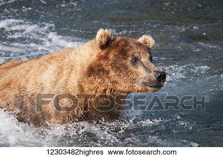 Stock Photograph - An alert Brown bear adult fishes for salmon in Brooks River, Katmai National Park, Southwest Alaska. Fotosearch