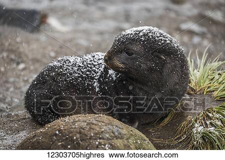 An Antarctic fur seal (Arctocephalus gazella) pup is lying behind a round rock on a sandy beach, looking to the left, with black fur and is covered with a thin layer of fresh snow; Antarctica View Large Photo Image Stock Photograph - An Antarctic fur seal (Arctocephalus gazella) pup is lying behind a round rock on a sandy beach, looking to the left, with black fur and is covered with a thin layer of fresh snow; Antarctica. Fotosearch