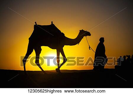 An Egyptian man silhouetted by the setting sun, leads a camel across the desert; Cairo, Egypt View Large Photo Image Stock Photograph - An Egyptian man silhouetted by the setting sun, leads a camel across the desert; Cairo, Egypt. Fotosearch