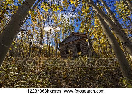 Stock Photograph - An old cabin in the aspen trees during autumn along the shores of Tagish Lake, near Carcross; Yukon, Canada. Fotosearch