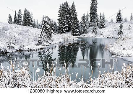 Stock Photograph - An open pond in the winter with snow covered hilly banks, evergreen trees and bulrushes; Calgary, Alberta, Canada. Fotosearch