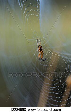Stock Image - An orb weaver spider (Araneus diadematus) tends her web; Astoria, Oregon, United States of America. Fotosearch