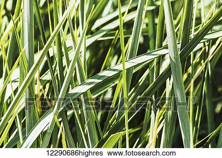Stock Photograph - An ornamental grass provides a restful garden scape on the grounds of the University of Alberta hospital; Edmonton, Alberta, Canada. Fotosearch
