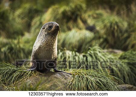 Stock Photograph - Antarctic fur seal (Arctocephalus gazella) in rocky tussock grass; Antarctica. Fotosearch