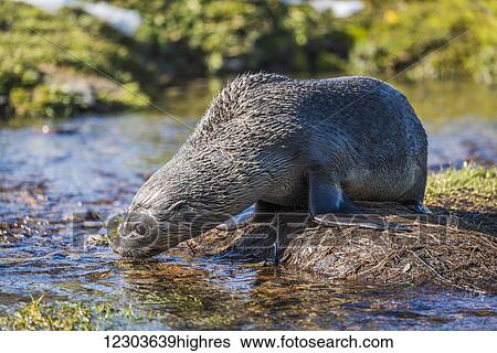 Antarctic fur seal (Arctocephalus gazella) drinking water from pond; Antarctica View Large Photo Image Stock Photograph - Antarctic fur seal (Arctocephalus gazella) drinking water from pond; Antarctica. Fotosearch
