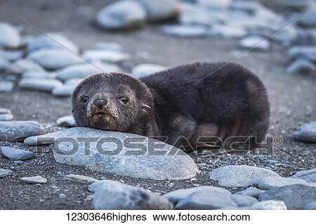 Antarctic fur seal (Arctocephalus gazella) resting head on stone; Antarctica View Large Photo Image Stock Photograph - Antarctic fur seal (Arctocephalus gazella) resting head on stone; Antarctica. Fotosearch