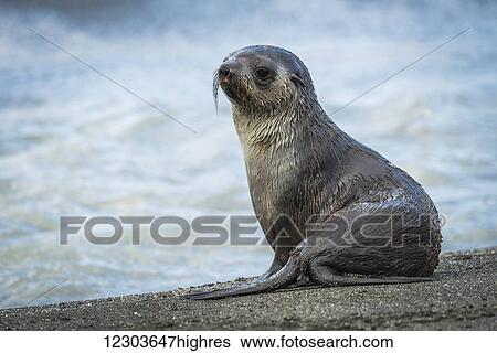 Antarctic fur seal (Arctocephalus gazella) sitting on a sandy beach; Antarctica View Large Photo Image Stock Photograph - Antarctic fur seal (Arctocephalus gazella) sitting on a sandy beach; Antarctica. Fotosearch