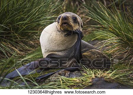 Antarctic fur seal (Arctocephalus gazella) with chin on flipper; AntarcticaNone View Large Photo Image Stock Photograph - Antarctic fur seal (Arctocephalus gazella) with chin on flipper; AntarcticaNone. Fotosearch