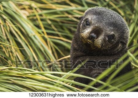 Antarctic fur seal pup (Arctocephalus gazella) nestled in tussocks; Antarctica View Large Photo Image Stock Photograph - Antarctic fur seal pup (Arctocephalus gazella) nestled in tussocks; Antarctica. Fotosearch