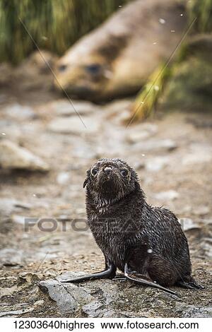 Antarctic fur seal pup (Arctocephalus gazella) and elephant seal (Mirounga leonina); Antarctica View Large Photo Image Stock Photograph - Antarctic fur seal pup (Arctocephalus gazella) and elephant seal (Mirounga leonina); Antarctica. Fotosearch