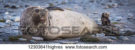 Antarctic fur seal pup (Arctocephalus gazella) beside elephant seal (Mirounga leonina); Antarctica View Large Photo Image Stock Photograph - Antarctic fur seal pup (Arctocephalus gazella) beside elephant seal (Mirounga leonina); Antarctica. Fotosearch