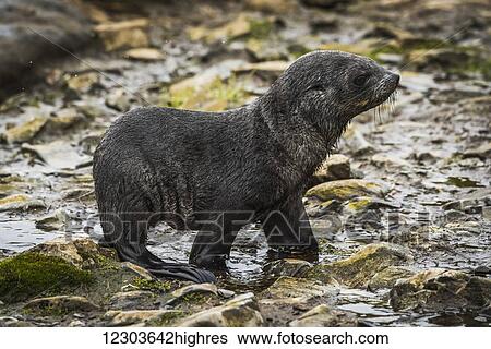 Antarctic fur seal pup (Arctocephalus gazella) crosses rocky stream; Antarctica View Large Photo Image Stock Photograph - Antarctic fur seal pup (Arctocephalus gazella) crosses rocky stream; Antarctica. Fotosearch