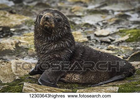 Stock Photograph - Antarctic fur seal pup (Arctocephalus gazella) on mossy rocks; Antarctica. Fotosearch