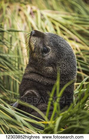 Antarctic fur seal pup (Arctocephalus gazella) amongst tussock grass; Antarctica View Large Photo Image Stock Photograph - Antarctic fur seal pup (Arctocephalus gazella) amongst tussock grass; Antarctica. Fotosearch