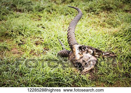 Stock Photograph - Antelope bones, Murchison Falls National Park; Uganda. Fotosearch